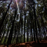 Vagamon Pine Forest Idukki 